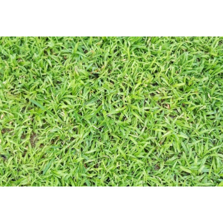 Dactyloctenium Australe LM 100gr fitò LM