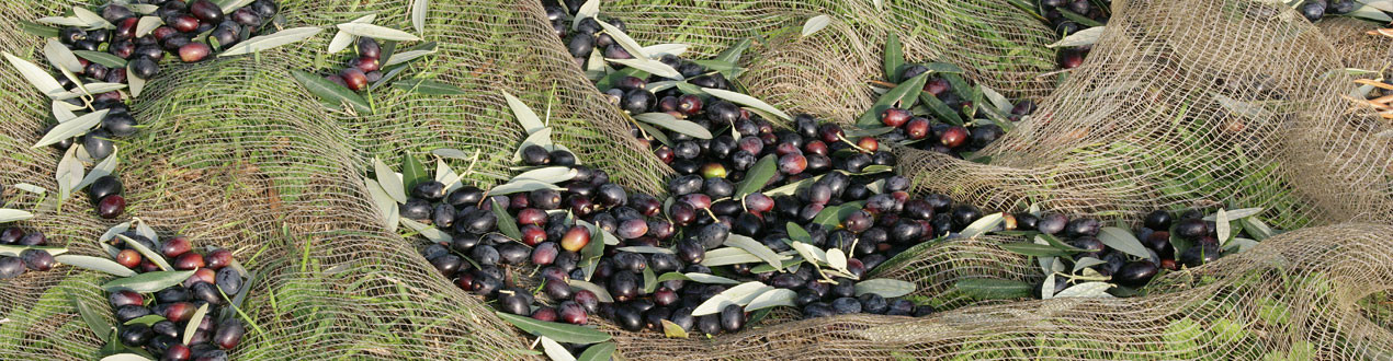 Raccolta Olive